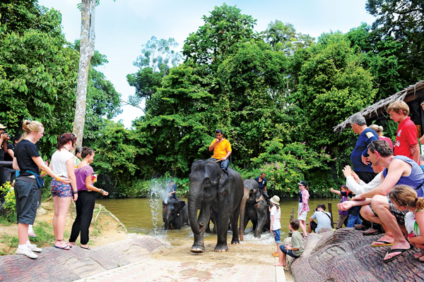 kuala-gandah-elephant-08